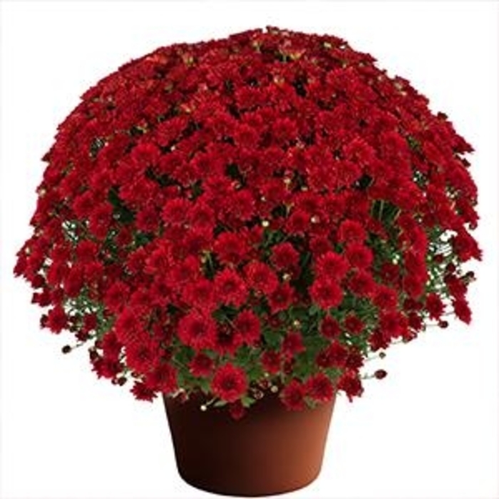 Cynthia Scarlet - Chrysanthemum morifolium from Wilson Farm, Inc. Cynthia Scarlet - Chrysanthemum morifolium from Wilson Farm, Inc.