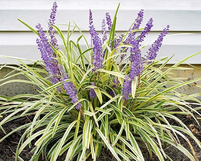 Variegated Liriope - Liriope muscari ''Variegata'' from Wilson Farm, Inc. Variegated Liriope - Liriope muscari ''Variegata'' from Wilson Farm, Inc.