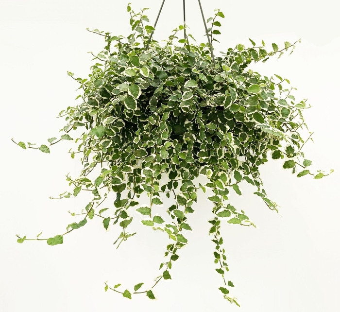 'Variegata' Creeping Fig - Ficus pumila from Wilson Farm, Inc. 'Variegata' Creeping Fig - Ficus pumila from Wilson Farm, Inc.
