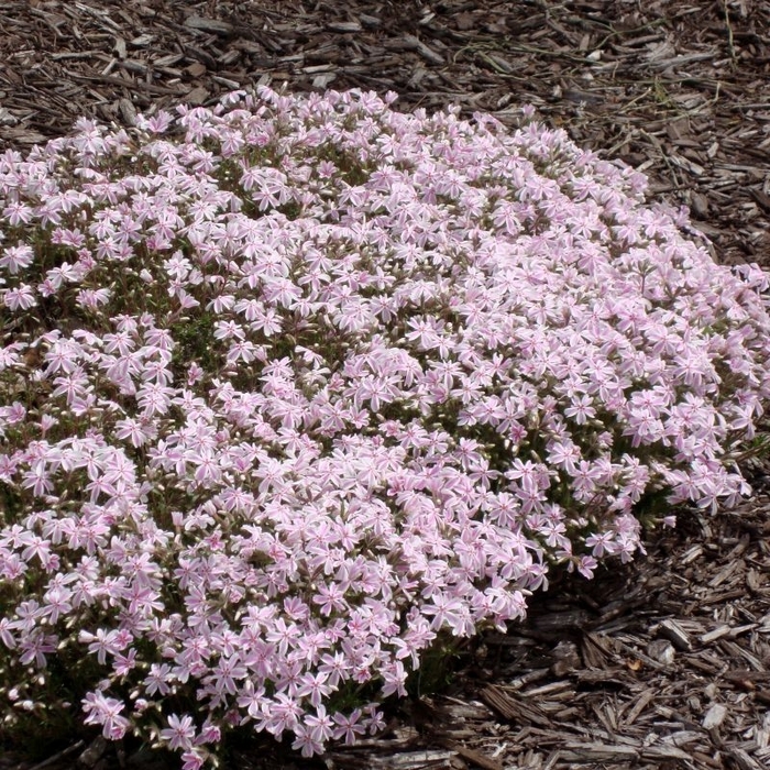 'Candy Stripe' Creeping Phlox - Phlox subulata from Wilson Farm, Inc. 'Candy Stripe' Creeping Phlox - Phlox subulata from Wilson Farm, Inc.