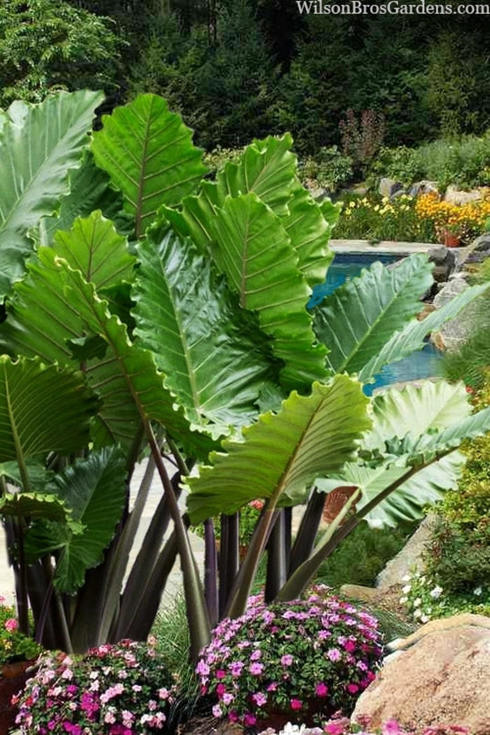 'Portodora' Upright Elephant Ear - Alocasia x portora from Wilson Farm, Inc. 'Portodora' Upright Elephant Ear - Alocasia x portora from Wilson Farm, Inc.