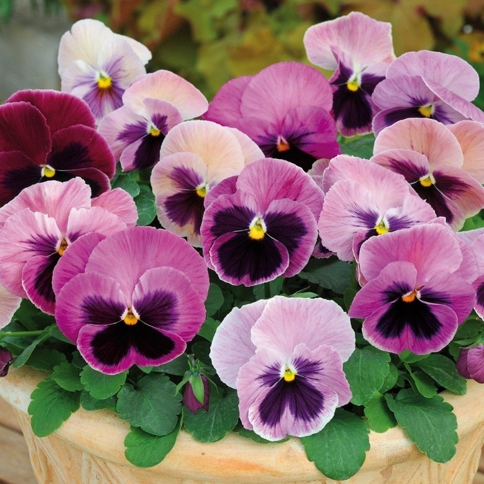'Pink Shades' Spring Matrix - Viola x wittrockiana (Pansy) from Wilson Farm, Inc. 'Pink Shades' Spring Matrix - Viola x wittrockiana (Pansy) from Wilson Farm, Inc.