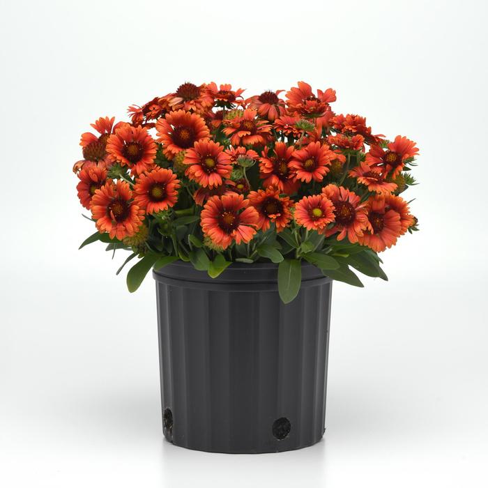 'Guapa Red' Blanket Flower - Gaillardia aristata from Wilson Farm, Inc. 'Guapa Red' Blanket Flower - Gaillardia aristata from Wilson Farm, Inc.