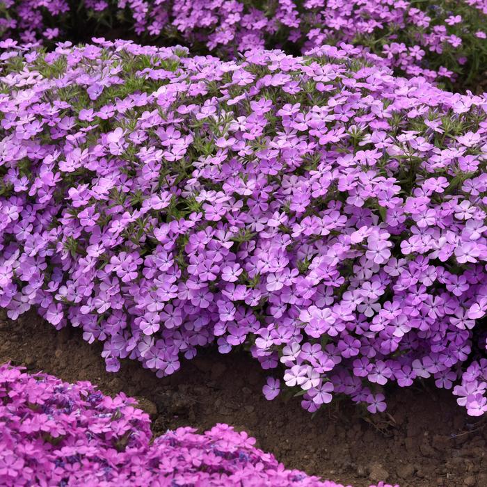 Candy Cloud™ Lavender - Phlox from Wilson Farm, Inc. Candy Cloud™ Lavender - Phlox from Wilson Farm, Inc.