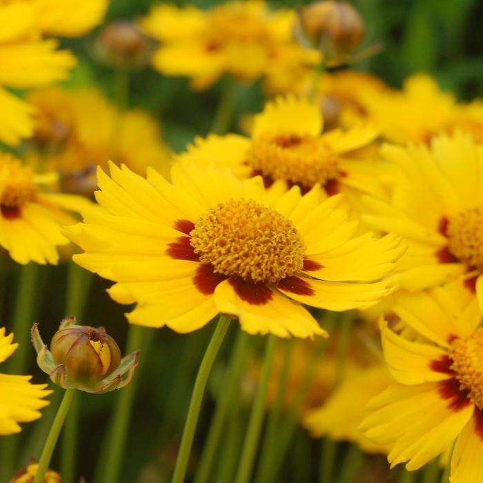 'Tequila Sunrise' - Coreopsis (Tickseed) from Wilson Farm, Inc. 'Tequila Sunrise' - Coreopsis (Tickseed) from Wilson Farm, Inc.