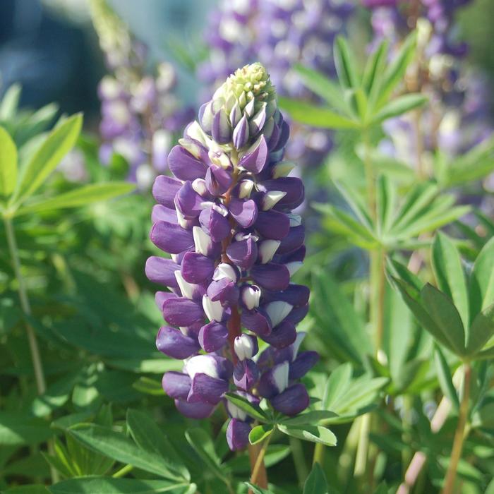 Blue Lupine - Lupinus polyphyllus from Wilson Farm, Inc. Blue Lupine - Lupinus polyphyllus from Wilson Farm, Inc.