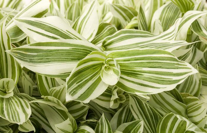 'Pistachio White' Inch Plant - Tradescantia from Wilson Farm, Inc. 'Pistachio White' Inch Plant - Tradescantia from Wilson Farm, Inc.