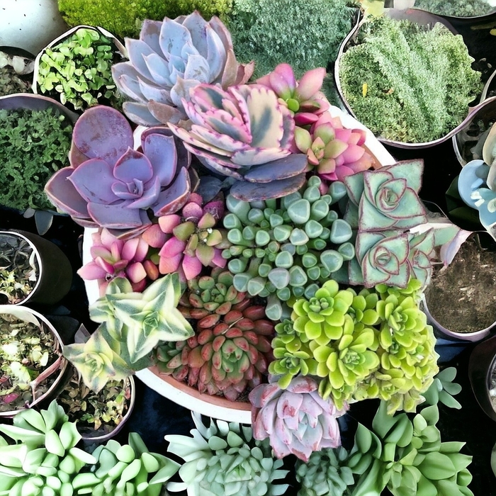 Assorted Succulents - from Wilson Farm, Inc. Assorted Succulents - from Wilson Farm, Inc.