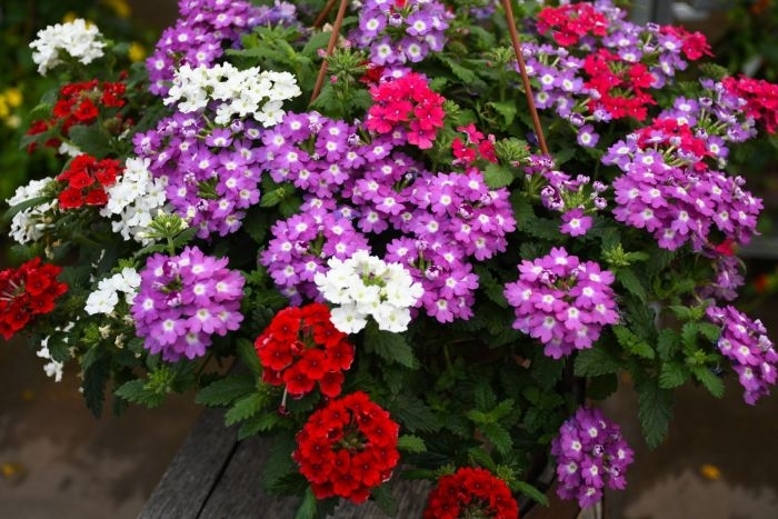 Assorted Verbena - Verbena from Wilson Farm, Inc. Assorted Verbena - Verbena from Wilson Farm, Inc.