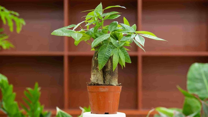 Money Tree Plant - Pachira Aquatica from Wilson Farm, Inc. Money Tree Plant - Pachira Aquatica from Wilson Farm, Inc.