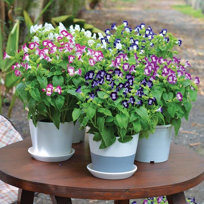 'Multiple Varieties' Torenia - Torenia Wishbone from Wilson Farm, Inc. 'Multiple Varieties' Torenia - Torenia Wishbone from Wilson Farm, Inc.
