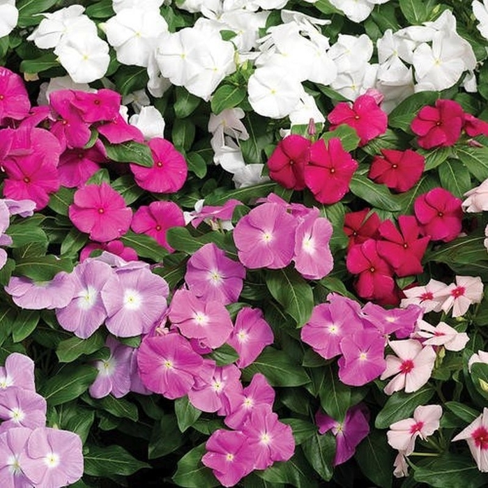 Periwinkle Cora Assorted - Catharanthus roseus (Annual Vinca; Periwinkle) from Wilson Farm, Inc. Periwinkle Cora Assorted - Catharanthus roseus (Annual Vinca; Periwinkle) from Wilson Farm, Inc.