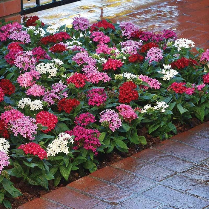 Pentas Assorted - Pentas lanceolata from Wilson Farm, Inc. Pentas Assorted - Pentas lanceolata from Wilson Farm, Inc.