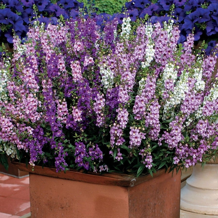 Angelonia Assorted - Angelonia angustifolia from Wilson Farm, Inc. Angelonia Assorted - Angelonia angustifolia from Wilson Farm, Inc.