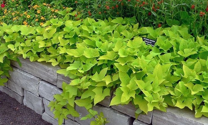 Sweet Potato Vine - Ipomoea batatas from Wilson Farm, Inc. Sweet Potato Vine - Ipomoea batatas from Wilson Farm, Inc.
