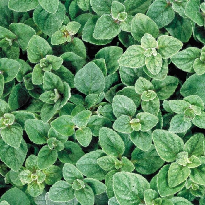 Greek Oregano - Origanum vulgare ssp. hirtum from Wilson Farm, Inc. Greek Oregano - Origanum vulgare ssp. hirtum from Wilson Farm, Inc.