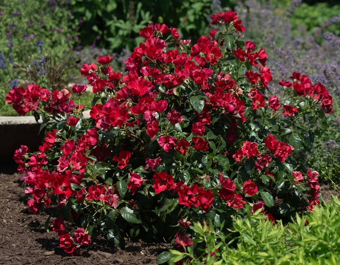 Scarlet Drift - Rosa (Rose) from Wilson Farm, Inc. Scarlet Drift - Rosa (Rose) from Wilson Farm, Inc.