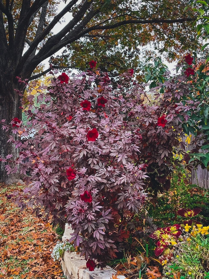 'Mahogany Splendor' Red-leaf Hibiscus - Hibiscus acetosella from Wilson Farm, Inc. 'Mahogany Splendor' Red-leaf Hibiscus - Hibiscus acetosella from Wilson Farm, Inc.