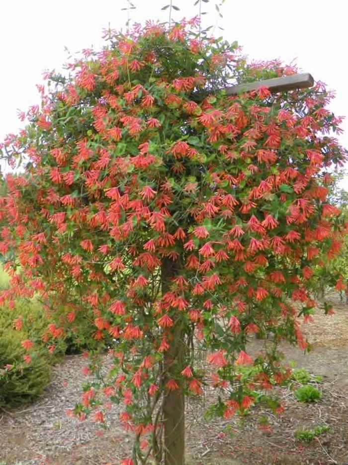 'Coral' Honeysuckle - Lonicera from Wilson Farm, Inc.