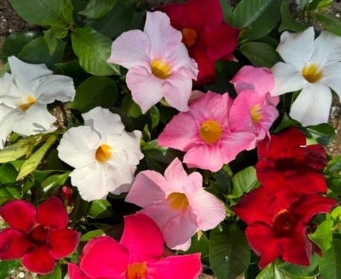 'Multiple Varieties' Mandevilla - Mandevilla sanderi from Wilson Farm, Inc. 'Multiple Varieties' Mandevilla - Mandevilla sanderi from Wilson Farm, Inc.