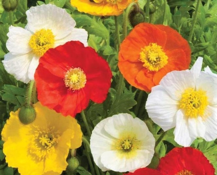 'Garden Gnome' Iceland Poppy - Papaver nudicaule from Wilson Farm, Inc. 'Garden Gnome' Iceland Poppy - Papaver nudicaule from Wilson Farm, Inc.
