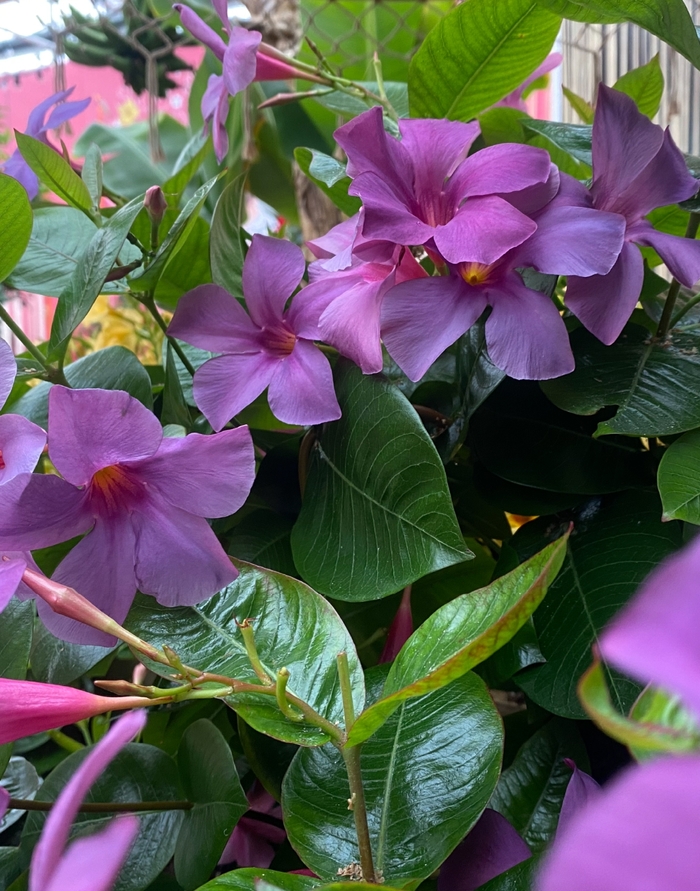 Sun Parasol® Original XP Bluephoria™ - Mandevilla from Wilson Farm, Inc. Sun Parasol® Original XP Bluephoria™ - Mandevilla from Wilson Farm, Inc.