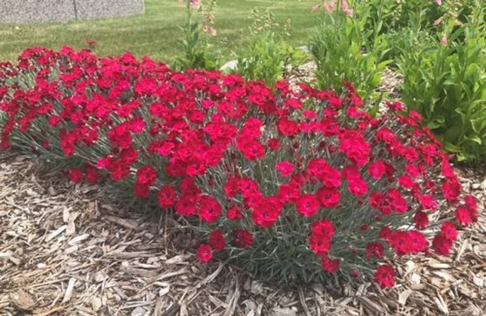 Mountain Frost™ 'Red Garnet' - Dianthus from Wilson Farm, Inc. Mountain Frost™ 'Red Garnet' - Dianthus from Wilson Farm, Inc.