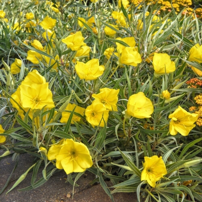 Evening Primrose 'Evening Sun' - Oenothera missouriensis from Wilson Farm, Inc. Evening Primrose 'Evening Sun' - Oenothera missouriensis from Wilson Farm, Inc.
