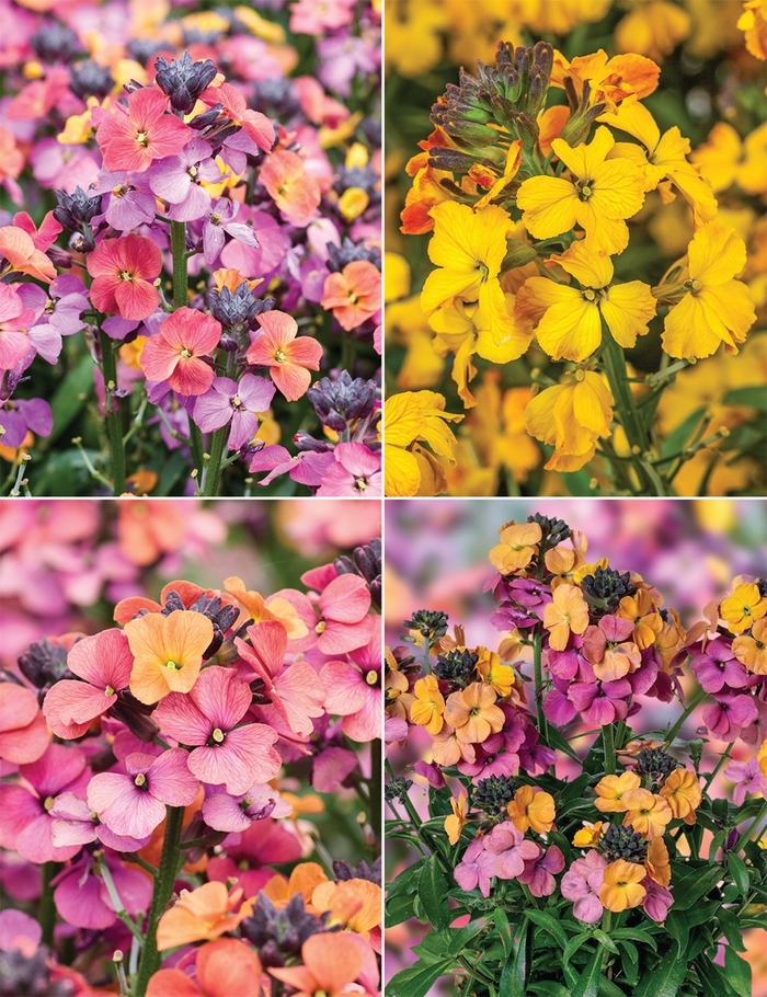 Erysimum (Wallflower) - Multiple Varieties from Wilson Farm, Inc. Erysimum (Wallflower) - Multiple Varieties from Wilson Farm, Inc.