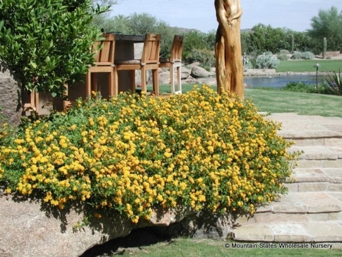 'New Gold' Lantana - Lantana camara from Wilson Farm, Inc. 'New Gold' Lantana - Lantana camara from Wilson Farm, Inc.