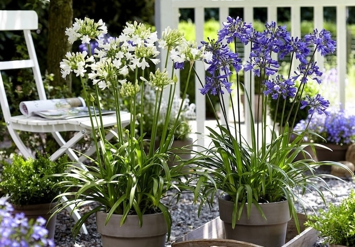 Agapanthus - Agapanthus (African Lily) from Wilson Farm, Inc. Agapanthus - Agapanthus (African Lily) from Wilson Farm, Inc.