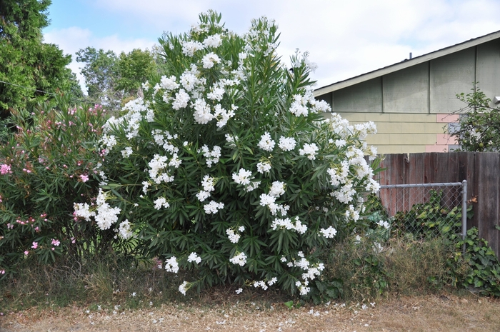 White Oleander - Nerium oleander from Wilson Farm, Inc. White Oleander - Nerium oleander from Wilson Farm, Inc.