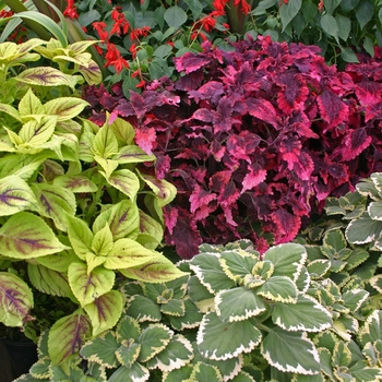coleus - Coleus ‘Wizard’ Series – Assorted