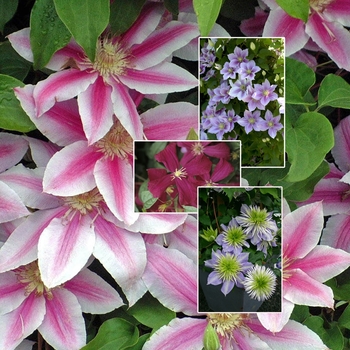 Clematis - 'Multiple Varieties' Clematis