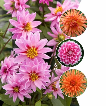Dahlia - Dahlia (Assorted)