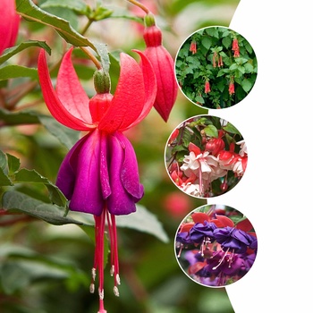 Fuchsia - Fuchsia