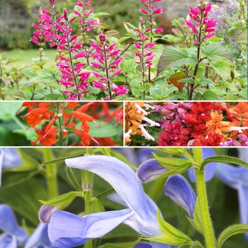 Salvia - BODACIOUS SALVIA