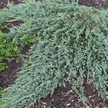 Juniperus horizontalis - 'Wiltonii' Blue Rug Juniper