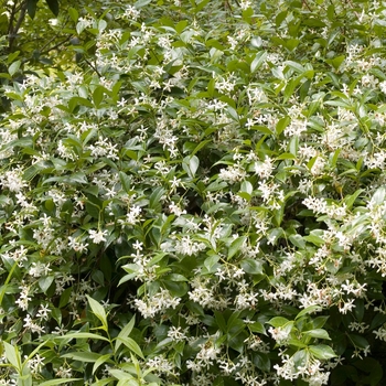 Trachelospermum jasminoides - Confederate Jasmine