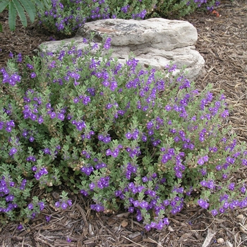 Scutellaria drummondii - Skullcap Scutellaria drummondii - Skullcap