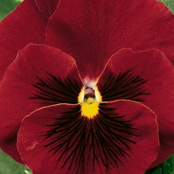 Viola x wittrockiana (Pansy) - 'Red Clear' Pansy Delta 