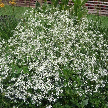 Oxalis (Shamrock) - Charmed® ''Jade'' Oxalis (Shamrock) - Charmed® ''Jade''