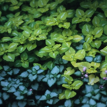 Lamium maculatum - Dead Nettle