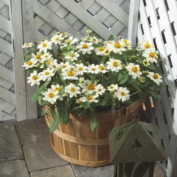 Zinnia - Profusion White Zinnia Zinnia - Profusion White Zinnia