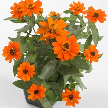 Zinnia - Zinnia Profusion 'Orange' Zinnia - Zinnia Profusion 'Orange'