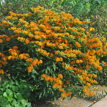 Asclepias tuberosa - Butterfly Milkweed
