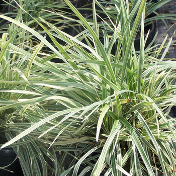 Liriope - Liriope Giant