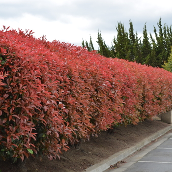 Photinia fraseri - Red Tip Photinia