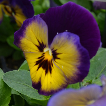 Viola x wittrockiana (Pansy) - Spring Matrix Midnight Glow Pansy Viola x wittrockiana (Pansy) - Spring Matrix Midnight Glow Pansy