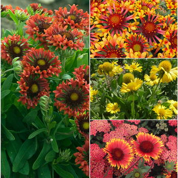 Gaillardia - 'Multiple Varieties' Assorted, Blanket Flower
